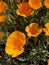 California Wildflower Series: Spring Bloom California Poppies