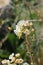 California Wildflower Series - Superbloom at Anza Borrego Desert State Park - Brown eyed primrose Chylismia claviformis