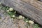California Wildflower Series - Superbloom at Anza Borrego Desert State Park - Brown eyed primrose Chylismia claviformis