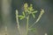 California Wildflower Series - Yellow flowers with serrated leaves