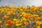 California wildflowers in bloom