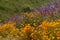 California Wildflowers on a Mountain Slope