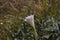 California Wildflowers Series - Sacred Datura - Datura wrightii