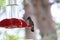 California Wildlife Series - Anna Hummingbird - Calypte Anna