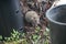 California Wildlife Series - Brown Rat - Rodent - Pest Control - Rattus norvegicus