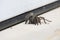 California Wildlife Series - California Ebony Tarantula - Aphonopelma eutylenum