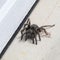 California Wildlife Series - California Ebony Tarantula - Aphonopelma eutylenum