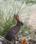 California Wildlife Series - Desert Cottontail Rabbit - Sylvilagus audubonii