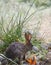 California Wildlife Series - Desert Cottontail Rabbit - Sylvilagus audubonii