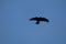 California Wildlife Series - Western Raven Wing span - Corvus corax sinuatus
