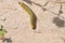 California Wildlife Series - White Lined Sphynx Moth - Hyles Lineata - Anza Borrego Desert