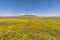 California Wilflower Super Bloom