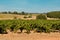 California Wine Vineyard