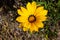 California Yellow Poppy