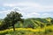 California yellow wild flowers blooming