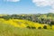 California yellow wild flowers blooming