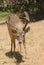 Californian Black-tailed buck