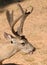 Californian Black-tailed buck