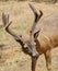 Californian Black-tailed buck in velvet