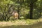 Californian Black-tailed deer