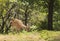 Californian Black-tailed deer