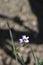 Californian blue-eyed grass