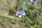 Californian blue-eyed grass