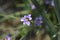 Californian blue-eyed grass