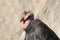 Californian condor (Gymnogyps californianus)