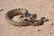 Californian desert glossy snake, mohave desert, california