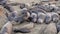 Californian elephant seal colony