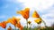 Californian Golden Poppies Swaying in Wind