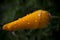 Californian golden poppy bud with drops on dark green background