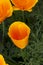 Californian golden poppy bud opens on dark green background