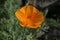 Californian golden poppy closeup