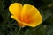 Californian golden poppy with drops