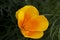 Californian golden poppy eschscholzia flower