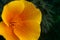 Californian golden poppy after the rain