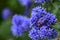 Californian lilac ceanothus