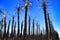 Californian palm trees burned by fire