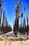 Californian palm trees burned by fire