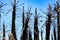 Californian palm trees burned by fire