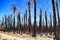 Californian palm trees burned by fire