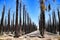 Californian palm trees burned by fire