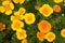 Californian Poppies