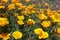 Californian poppies or Eschscholzia californica, lively bright golden orange flowers covering meadows in Tenerife, Canary Islands
