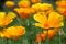 Californian poppies in the garden