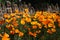 Californian poppies by wall