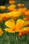 Californian poppy