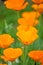 Californian poppy